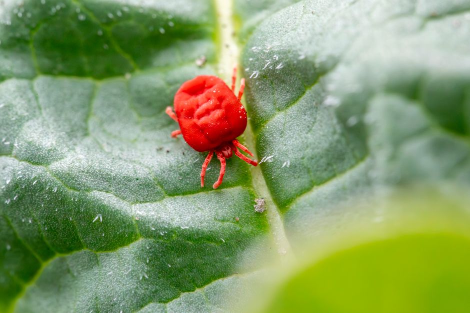 Digital marketing for pest control companies
