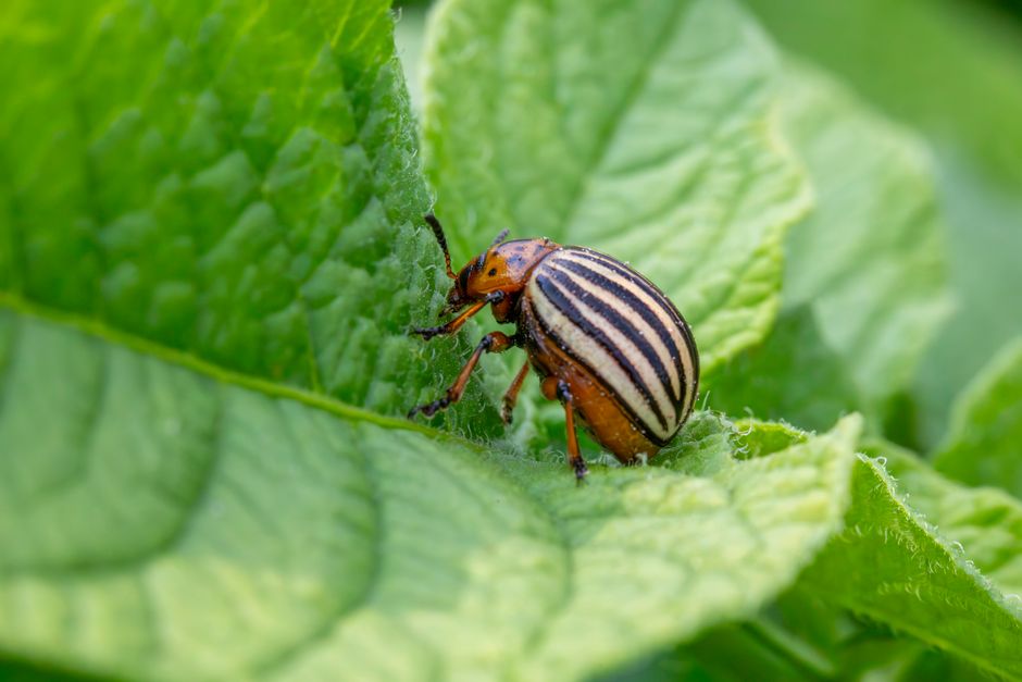 Digital marketing for pest control companies