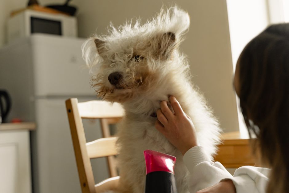 Google Ads Playbook for UK Pet Groomers: Fill the Diary, Not Just the Lead Sheet