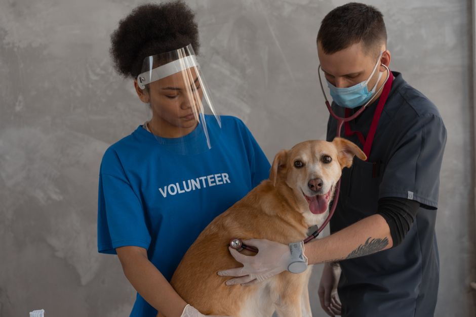 What Singapore pet owners decide in the first 10 seconds on your vet clinic site