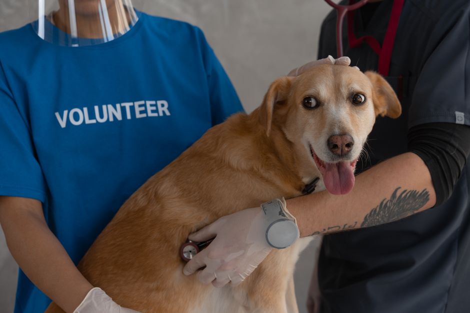 How buyers judge vet clinic sites in Singapore fast
