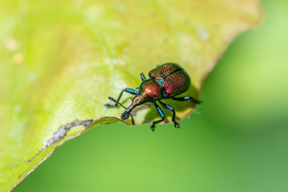How SG pest firms fixed Meta leads that never booked