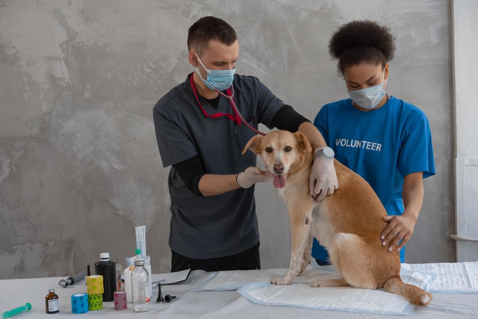 How to build a landing page that books vet appointments