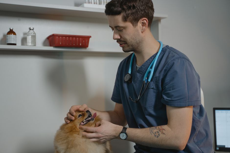 How to build a landing page that books appointments for vet clinics