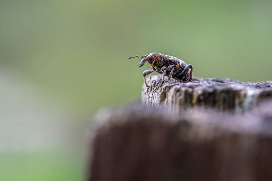 Meta Ads benchmarks for Pest Control lead gen in Australia