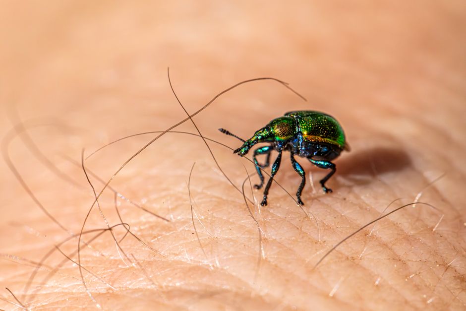 Meta Ads that work for UK pest control companies (and what fails)