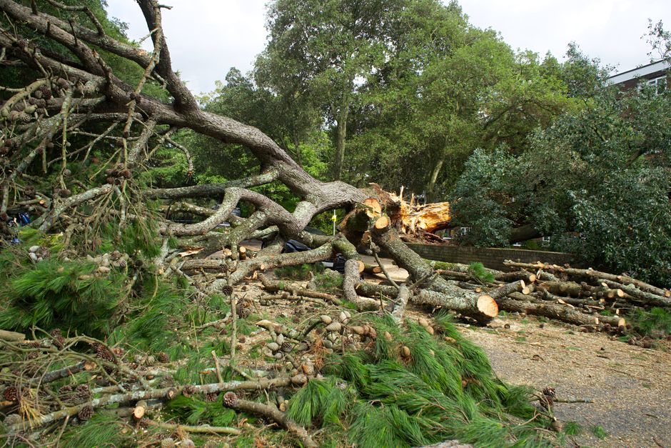 The Most Common SEO Mistakes Tree Service and Arborist Companies Make in the US