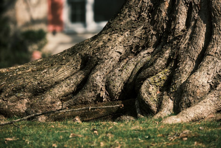 Common SEO mistakes US tree services and arborists make