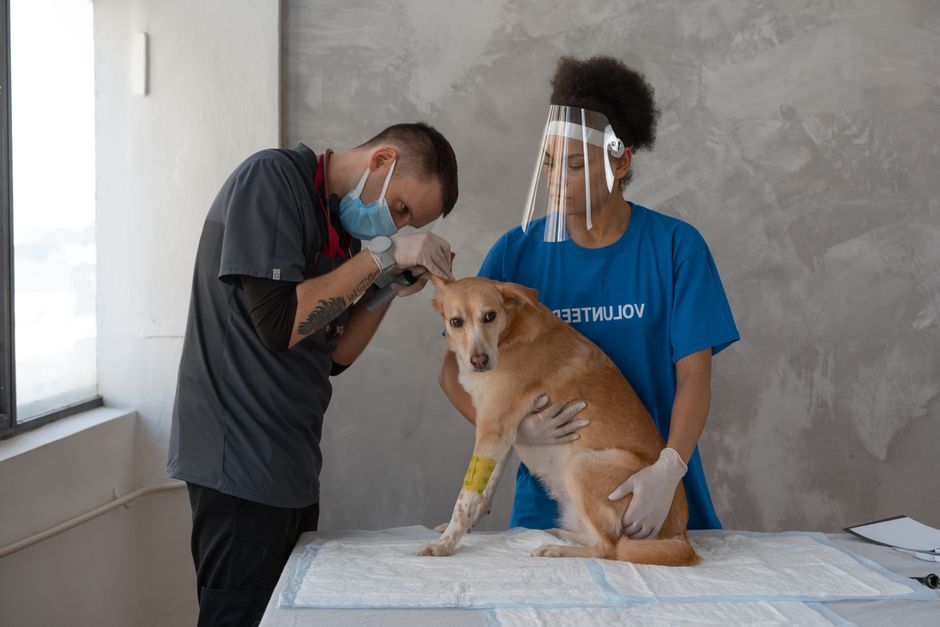 Pages that turn vet clinic enquiries into booked US jobs