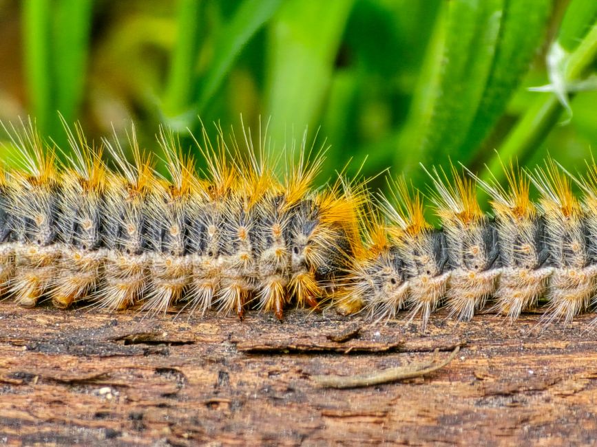 Pest Control Marketing in Singapore: Enquiries That Turn Into Jobs