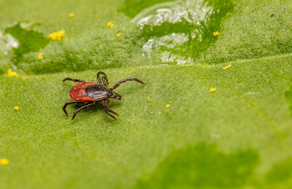 Pest Control Marketing in Singapore: Enquiries That Turn Into Jobs