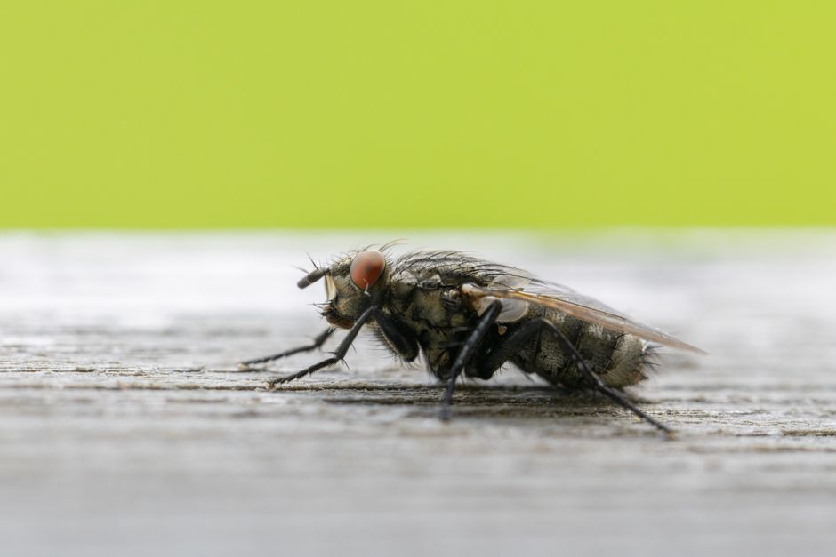 How Singapore pest control companies market without buying every click