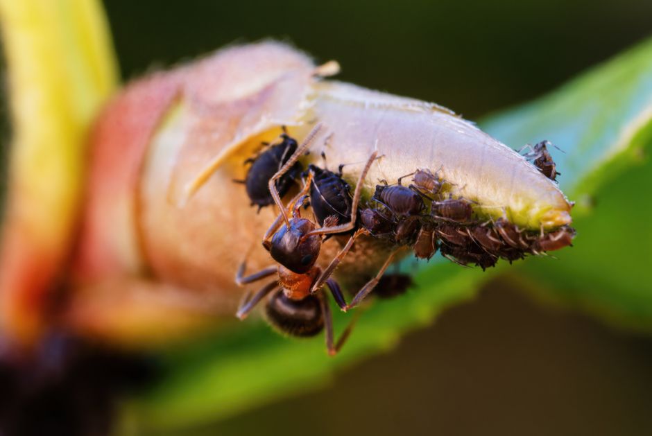 Pest control marketing Singapore firms can actually run