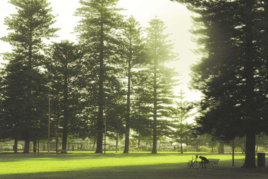Tree services SEO checklist for Australian arborists