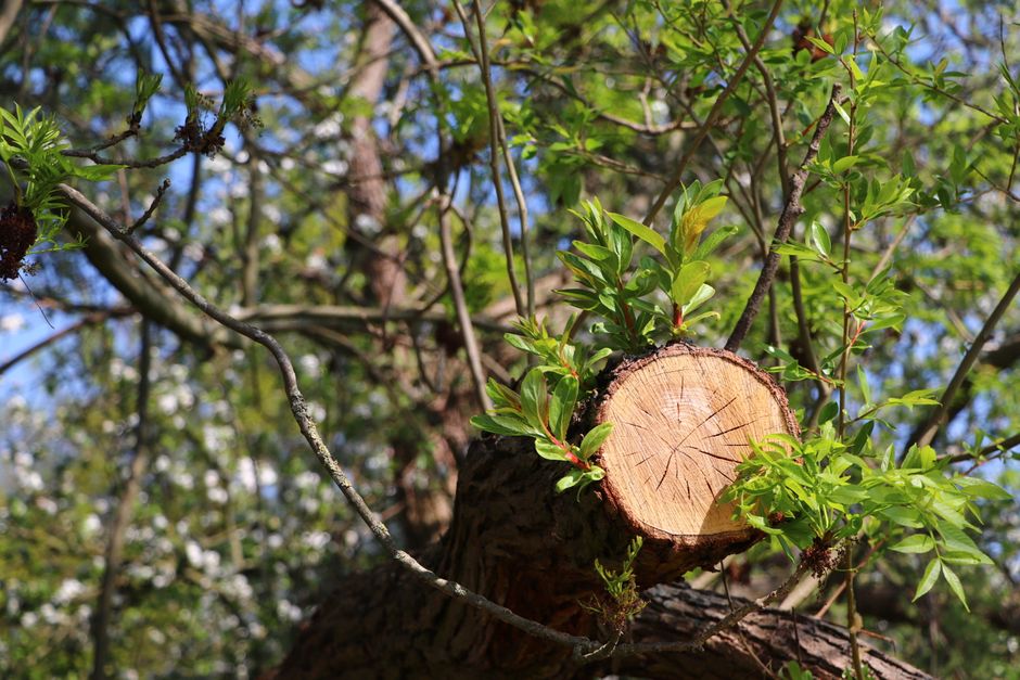 What good SEO looks like for UK tree surgeons and arborists
