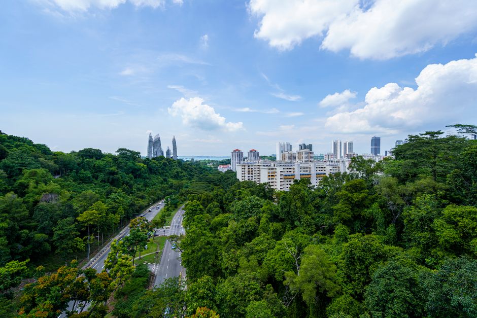 What actually works (and what wastes budget) in SEO for tree services in Singapore