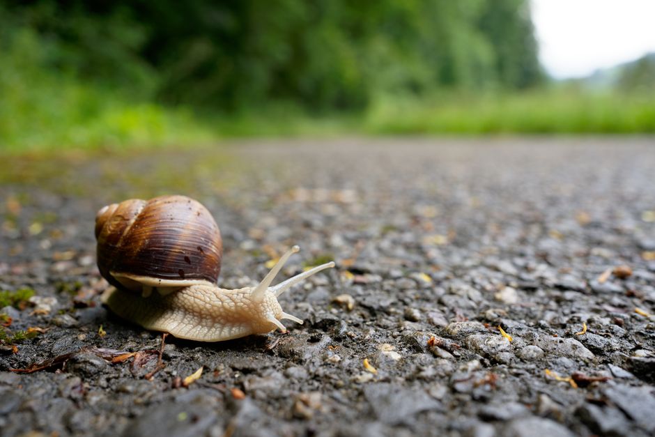 Why slow landing pages waste paid ad clicks