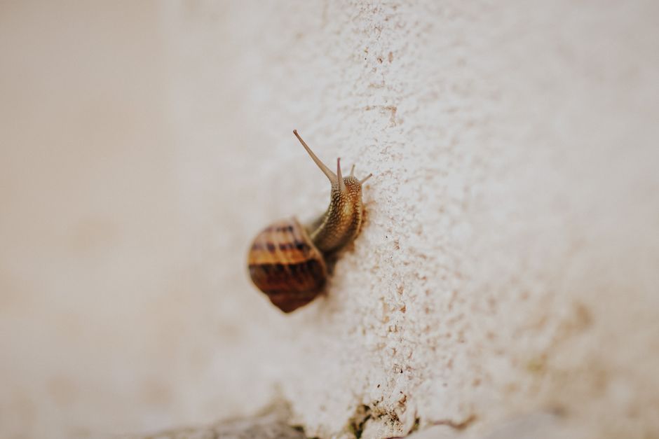 Why slow landing pages waste paid clicks in Australia