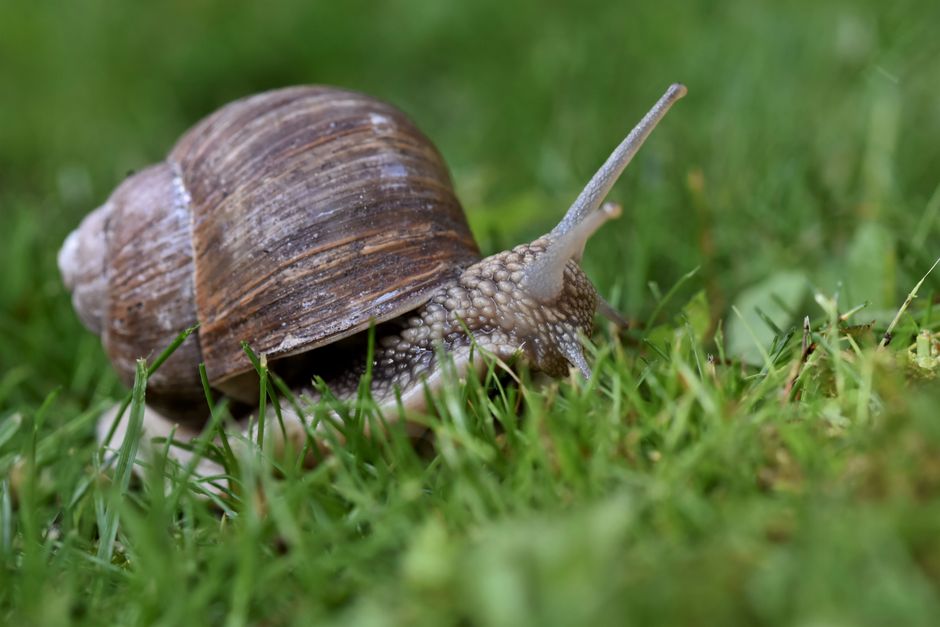 Why slow landing pages waste paid clicks in Australia