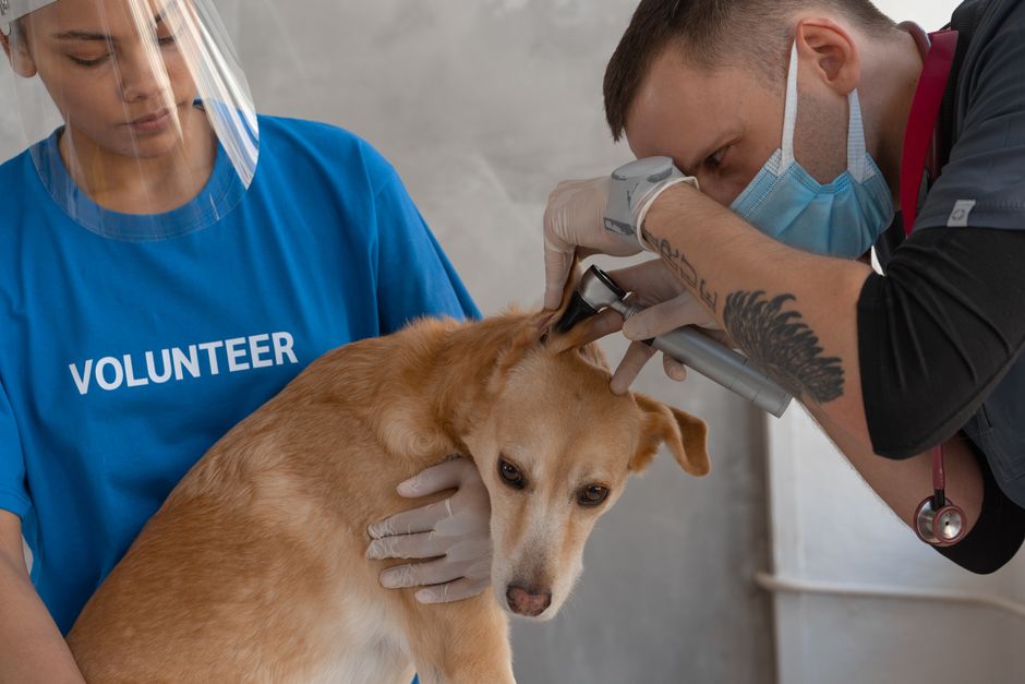 Why AU vet clinic landing pages get traffic but few bookings