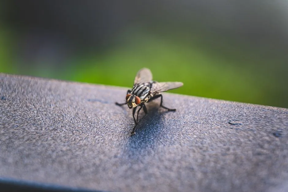 Photo by Francesco Ungaro on Pexels Detailed macro image of a housefly perched on a surface, showcasing its intricate features.