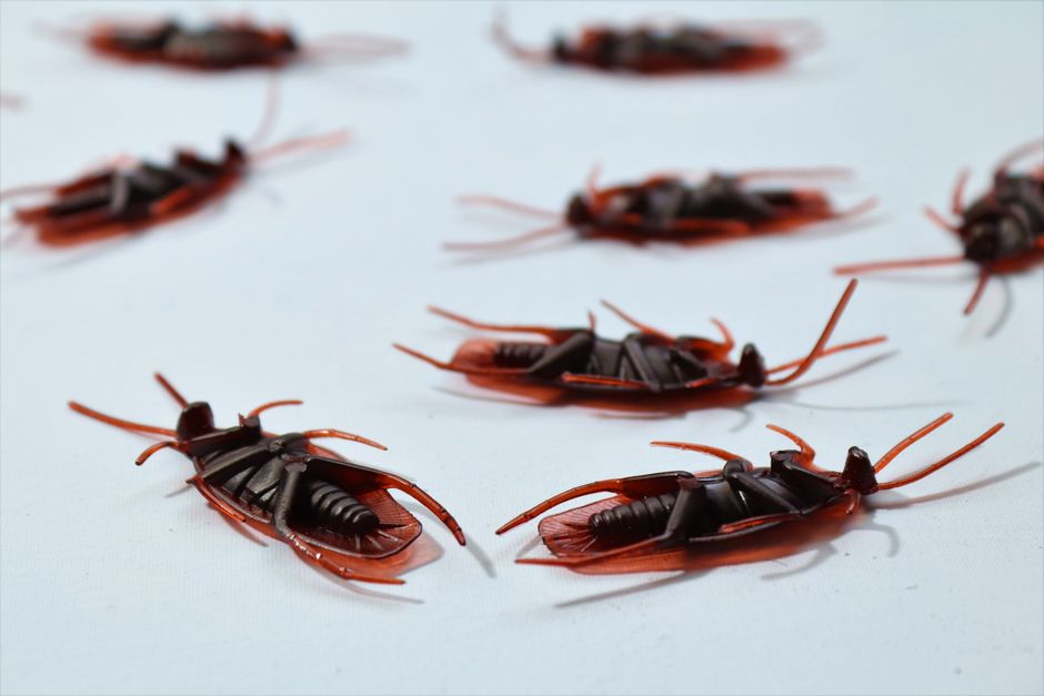 Digital Marketing for Pest Control Companies in the US